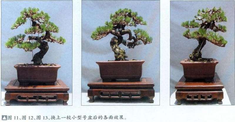 图解 小型黑松盆景怎么创作的14个步骤