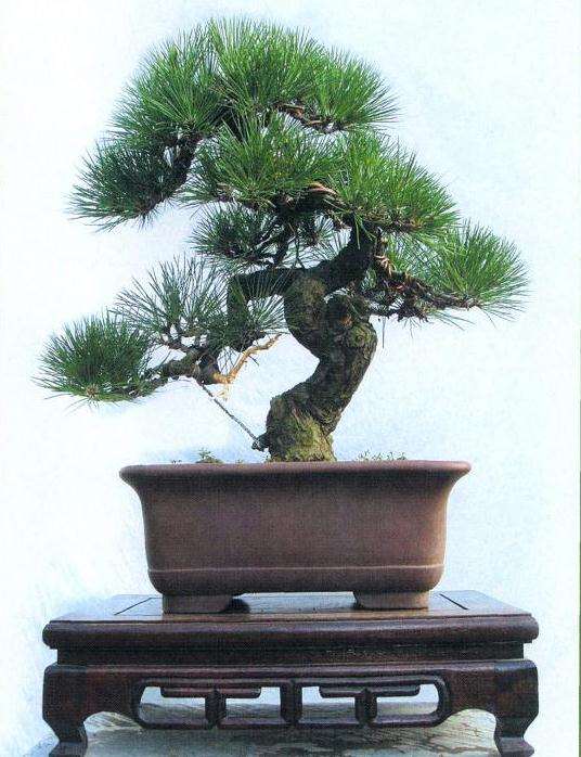 图解 小型黑松盆景怎么创作的14个步骤