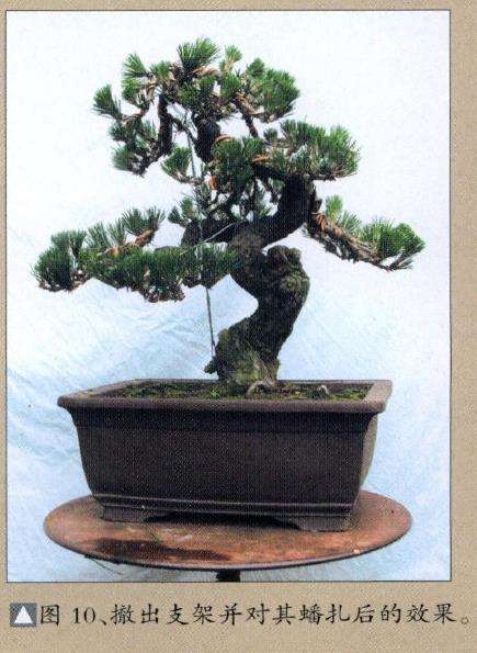 图解 小型黑松盆景怎么创作的14个步骤