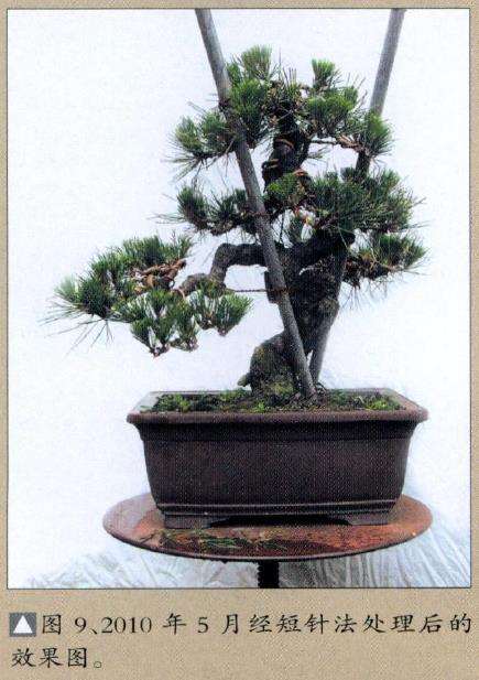 图解 小型黑松盆景怎么创作的14个步骤