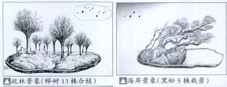 盆景合植怎么换土