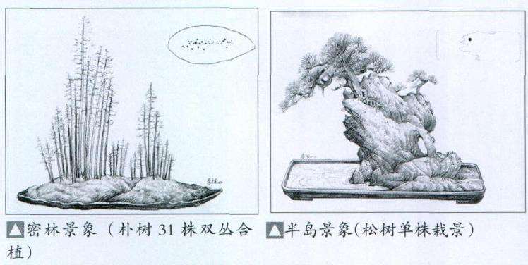 盆景合植怎么换土