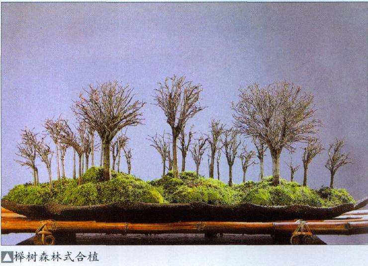 盆景怎么合植创作