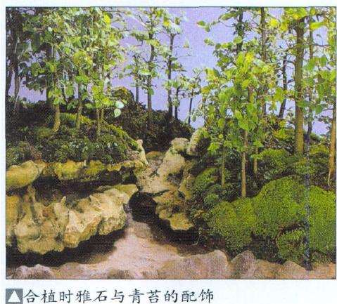 盆景怎么合植创作