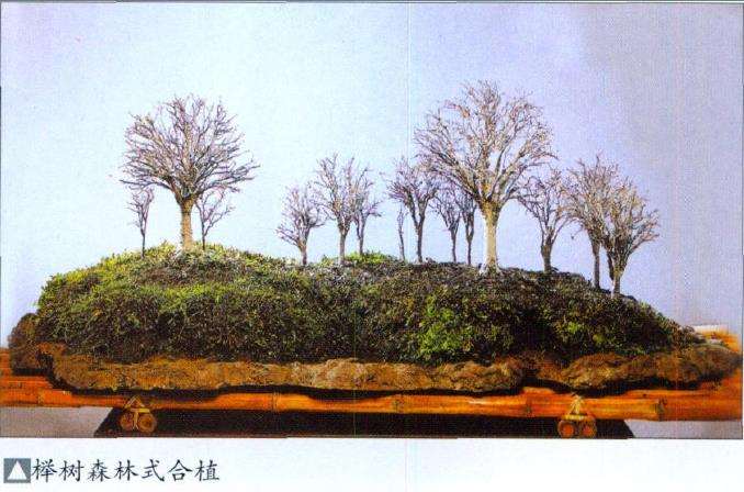 盆景怎么合植创作