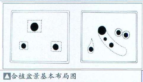 图解 盆景怎么合植创作的8个步骤