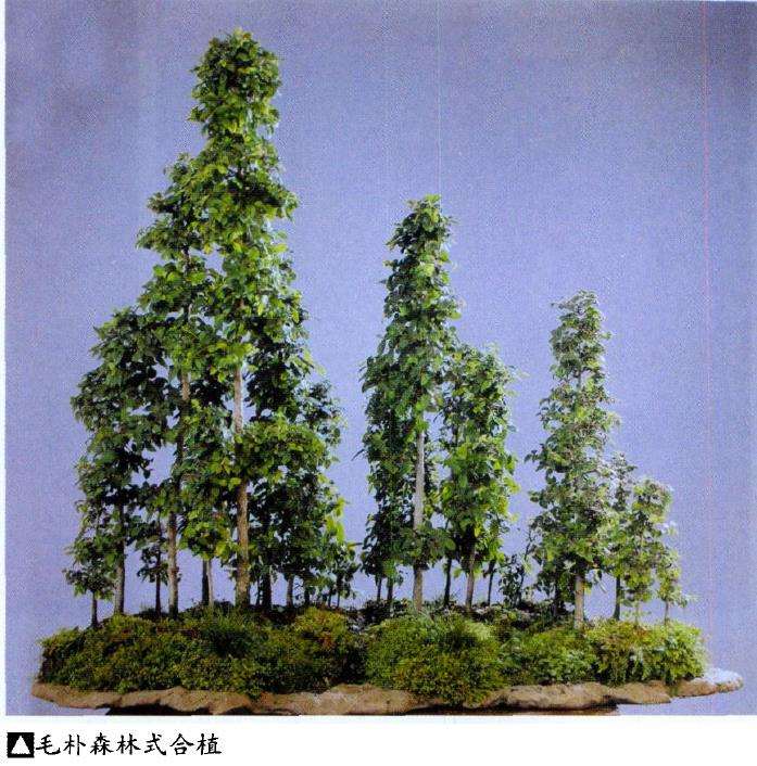 为什么合植盆景成本较低廉