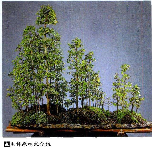 为什么合植盆景成本较低廉