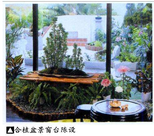 为什么合植盆景成本较低廉