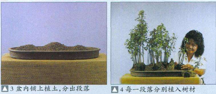 图解 盆景怎么合植创作的8个步骤