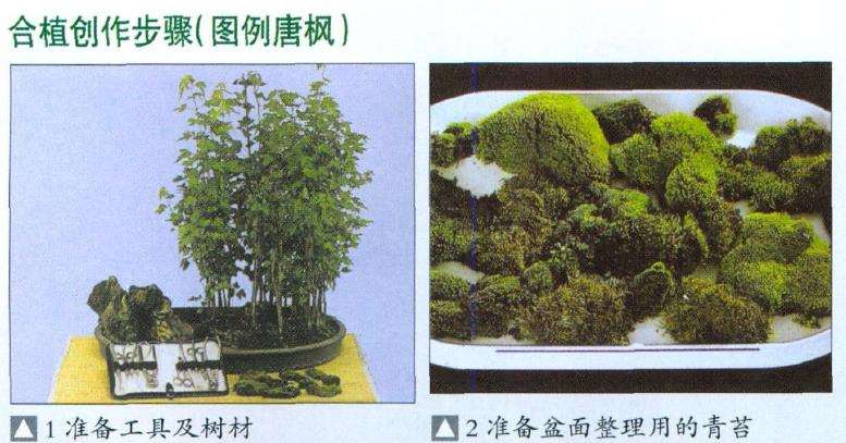 图解 盆景怎么合植创作的8个步骤