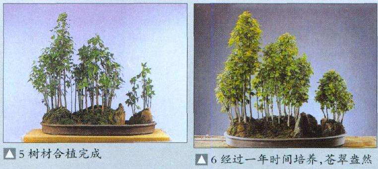 图解 盆景怎么合植创作的8个步骤