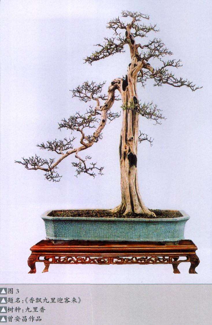 记广东省盆景协会会长