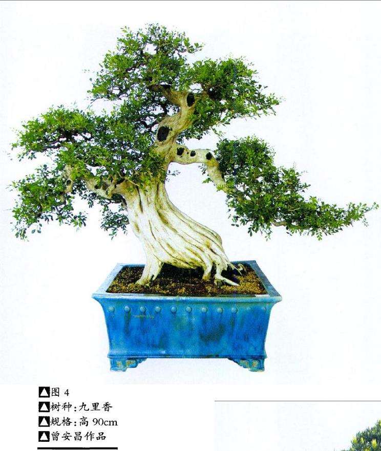 记广东省盆景协会会长