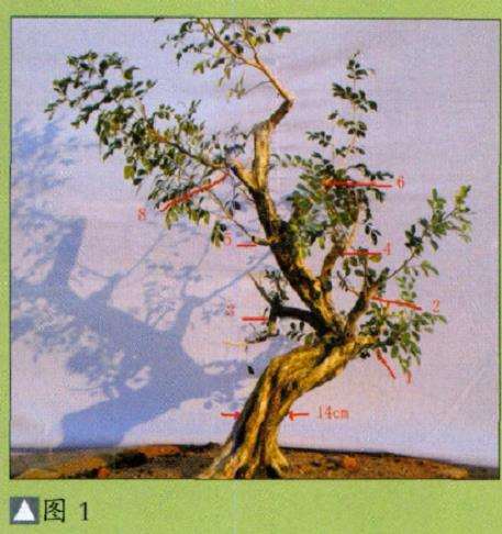 图解 九里香盆景怎么设计造型的步骤