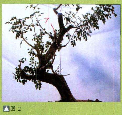 图解 九里香盆景怎么设计造型的步骤