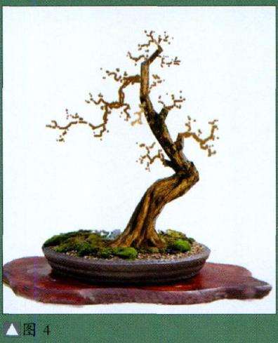 图解 九里香盆景怎么设计造型的步骤