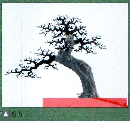图解 九里香盆景怎么设计造型的步骤