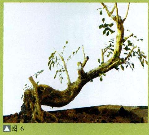 图解 九里香盆景怎么设计造型的步骤