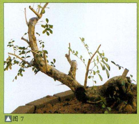 图解 九里香盆景怎么设计造型的步骤