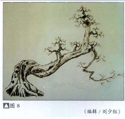 图解 九里香盆景怎么设计造型的步骤