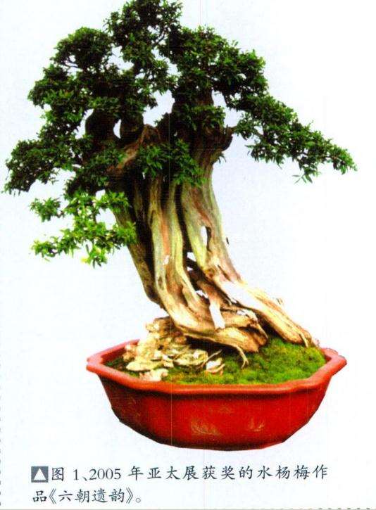 图解 韩学年改作普通盆景桩材的6个过程
