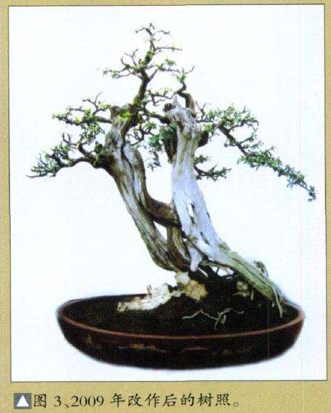 图解 韩学年改作普通盆景桩材的6个过程