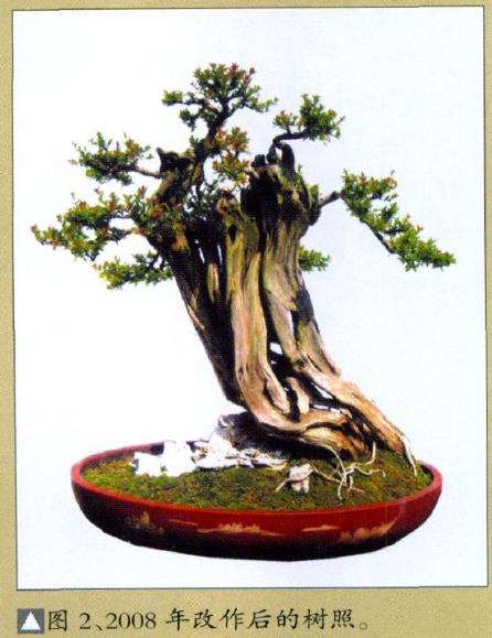 图解 韩学年改作普通盆景桩材的6个过程