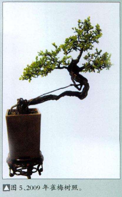 图解 韩学年改作普通盆景桩材的6个过程