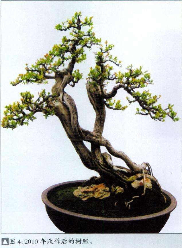 图解 韩学年改作普通盆景桩材的6个过程