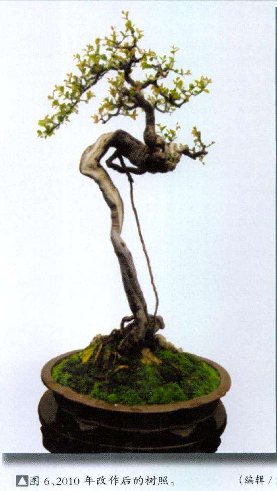 图解 韩学年改作普通盆景桩材的6个过程