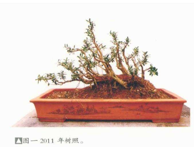 图解 韩学年教你制作水旱盆景