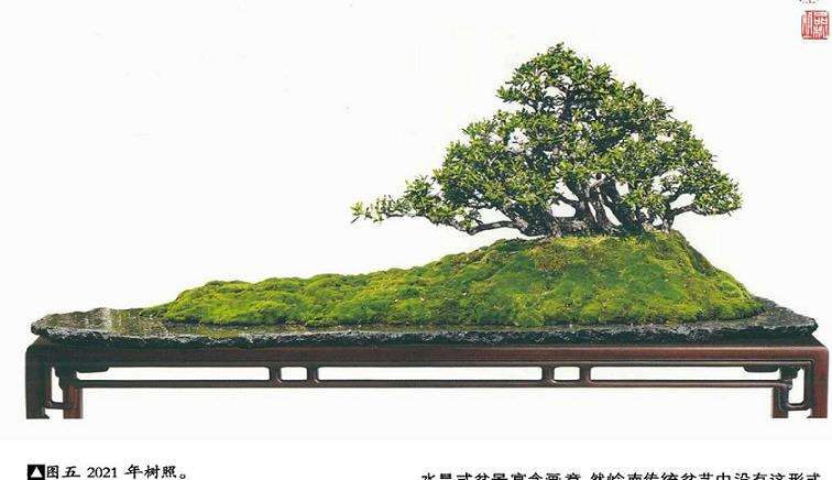 图解 韩学年教你制作水旱盆景