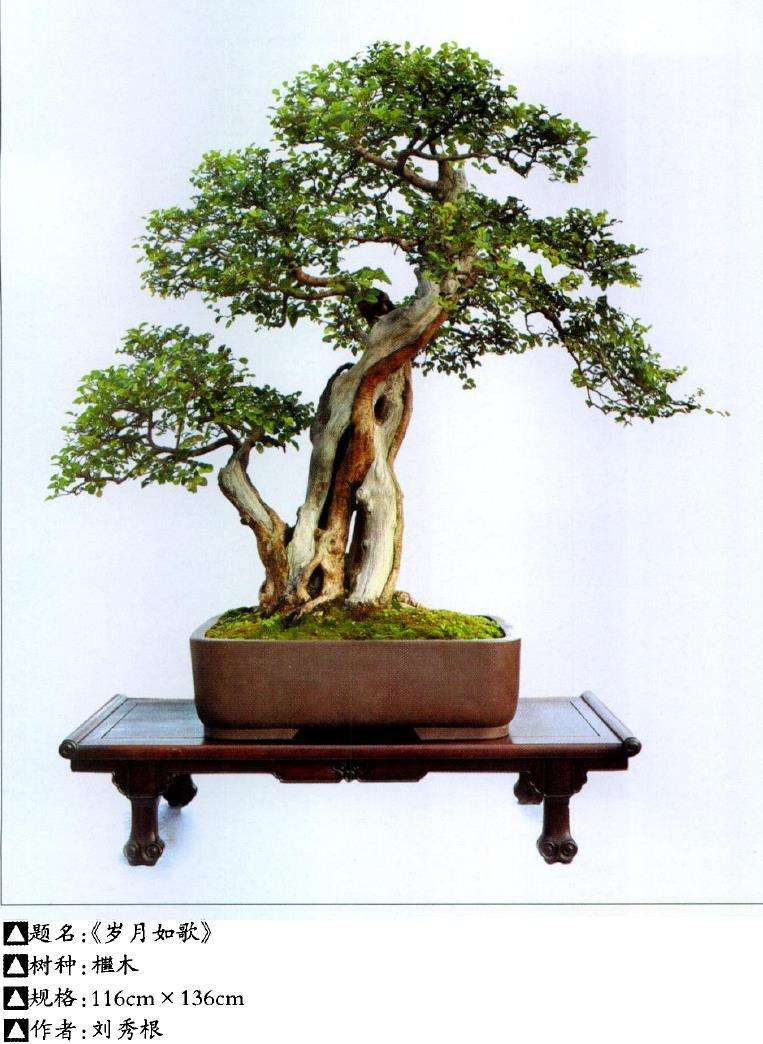 为什么杂木盆景萌发能力强