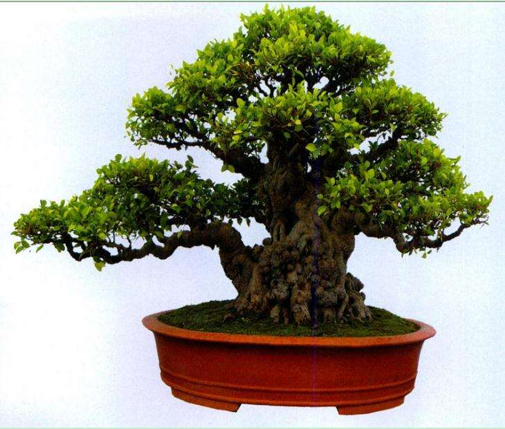 武汉汉阳山茅草堂盆景园 图片