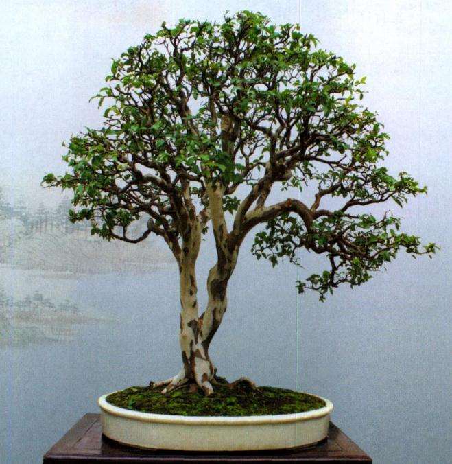 武汉汉阳山茅草堂盆景园 图片