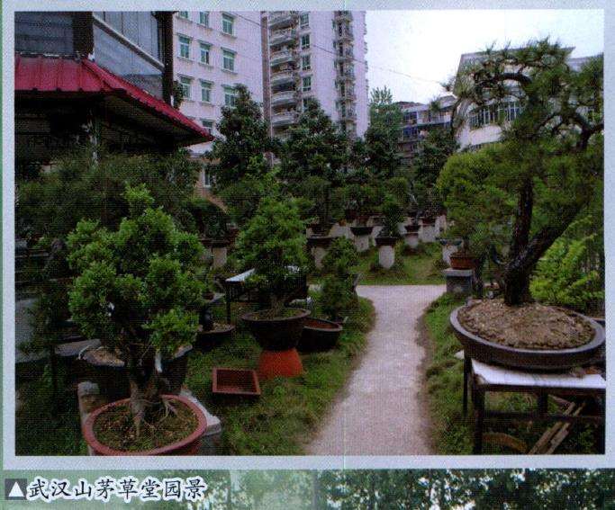 武汉汉阳山茅草堂盆景园 图片