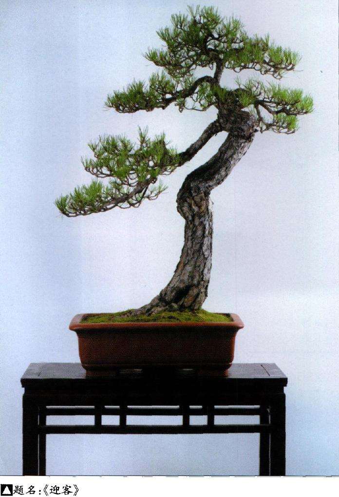 武汉汉阳山茅草堂盆景园 图片