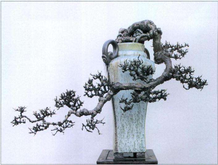 什么决定了盆景的三品属性 图片