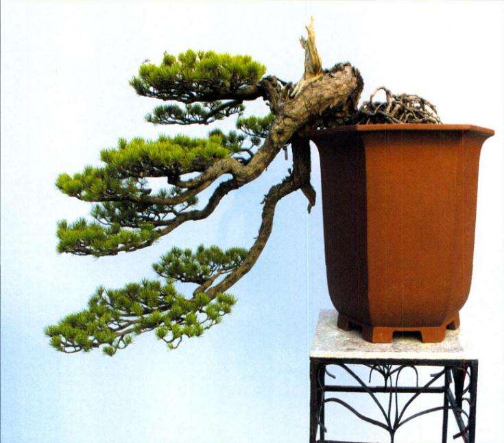 什么决定了盆景的三品属性 图片