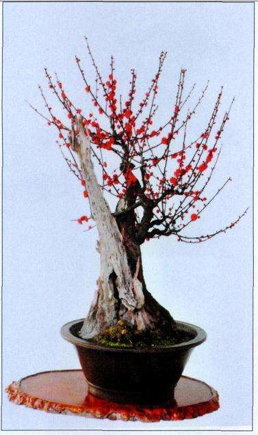 梅花盆景怎么肥水修剪的5个步骤 图片