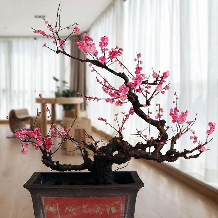 梅花盆景怎么科学选购