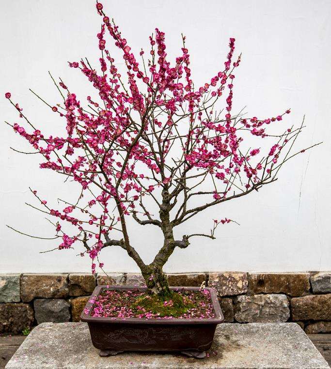 梅花盆景怎么上盆翮盆