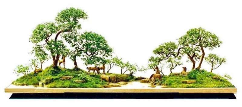 树石盆景与水旱盆景有什么关系