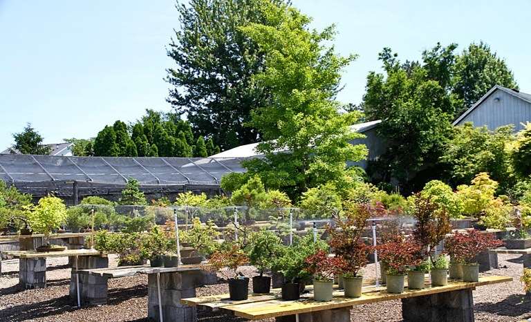 2021年春季盆景展在纽约罗切斯特举行