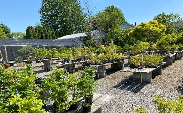 2021年春季盆景展在纽约罗切斯特举行