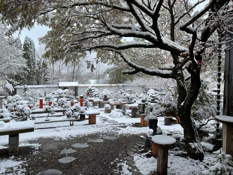 第七届美国全国盆景展