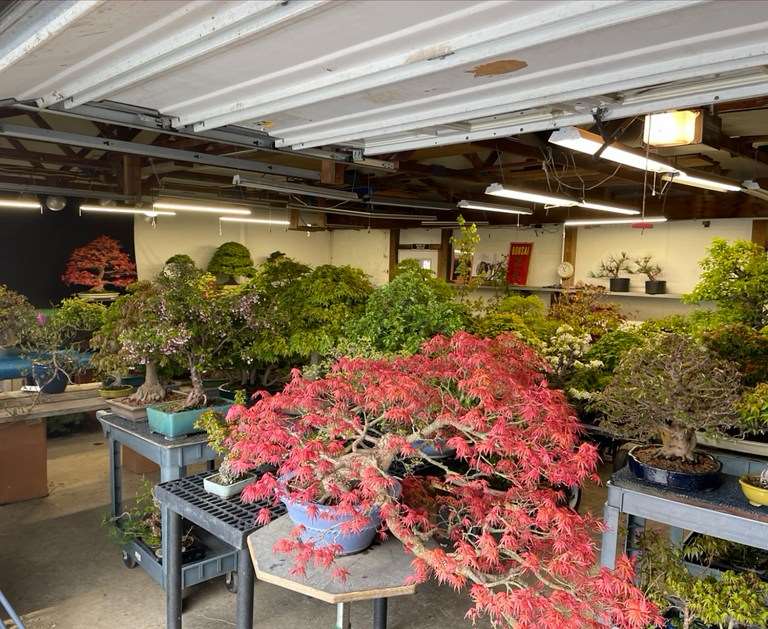 第七届美国全国盆景展