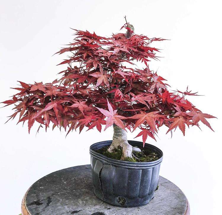 第七届美国全国盆景展