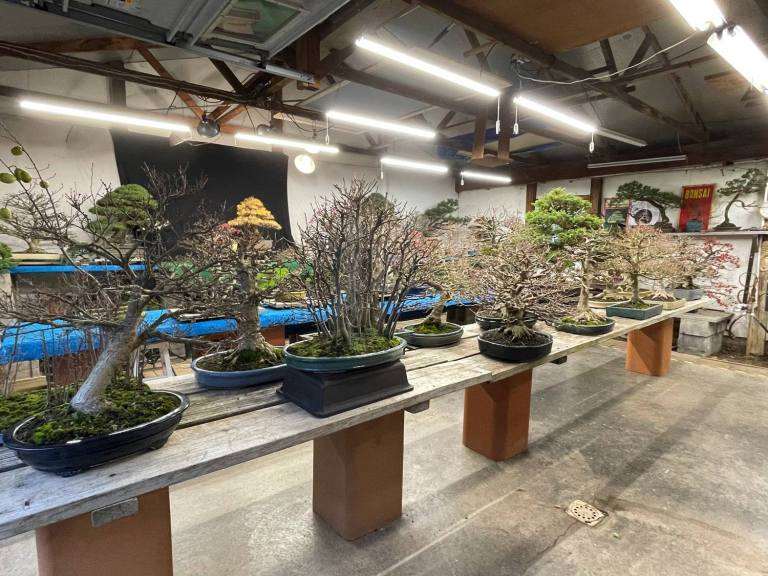 纽约州罗彻斯特的冬季盆景雪景